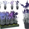 PLANTA FLORALSURTIDO -Tienda de muebles de jardín 14cb4b61c9eb6db8765b361fbab9a27cb02edd7e 100356