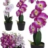 PLANTA ORQUIDEA SURTIDO -Tienda de muebles de jardín 1f806ffdecfa7cc265cb9b87d467c45dd4e61525 100357