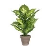 PLANTA DIEFFENBACHIA -Tienda de muebles de jardín 329d2542cd81e389ad796cb14a6f56d5b47b1501 103283