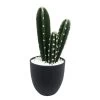 Surtido Planta Artificial CACTUS COLORADO -Tienda de muebles de jardín 3423af4156ca412207f89703b6f5b97f1f547c62 396993 1