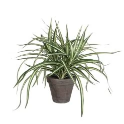 PLANTA DRACAENA