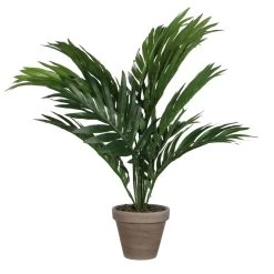 PALMERA ARECA