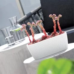 Prosperplast Jardinera Para Balcón Splofy Case 4L., Dimensiones (Mm) 297X145X133, Color Blanco -Tienda de muebles de jardín 6428804b42e932f8c26442fc77318b5bef7322c5 10a62a5f32884c179ef50a163688095e