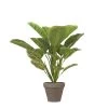 PLANTA CALATHEA -Tienda de muebles de jardín 68024a2d97ef1e86c0f77230ba20a92d1df8b5aa 103296