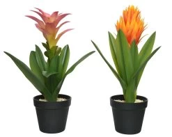 Planta BROMELIA 40cm Colores Surtidos