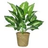 Planta CALATHEA 42cm Con Macetero De Mimbre -Tienda de muebles de jardín bdef308e09f94bae2325d52f5fd9fa4558a03262 100045
