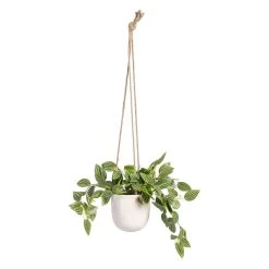 Planta Decorativa 33 X 33 X 24 Cm Blanco Verde PVC