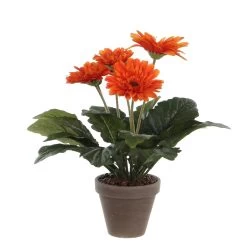PLANTA GERBERA NARANJA