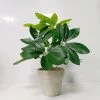 Planta Artificial Con Maceta EMIL -Tienda de muebles de jardín d3550f980e27aaed288d87ca33108c869cab3d2a 106155