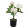 Planta Decorativa 24 X 20 X 38 Cm Crema Peonía -Tienda de muebles de jardín d3a3fa7644b6312e9c3ab72fda79b49e519fc317 609b7536fb4c4032b4486f15e003d563