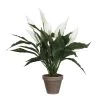 PLANTA SPATHIPHYLLUM -Tienda de muebles de jardín ddc7769ae3f3dca3f3ed2c6ae3f6c21ac29970ed 103284