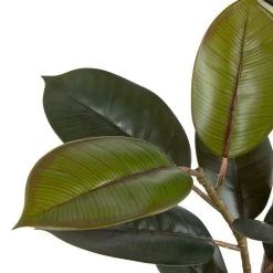 Planta Decorativa 49 X 45 X 125 Cm PVC Ficus Verde Oscuro -Tienda de muebles de jardín e43d72d6d1ecbcce6ef9611719a87416cfabb764 0497fa55a93d4f42bb66f3f36386d945