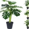 PLANTA MONSTERA SURTIDO