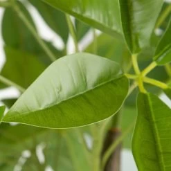 Planta Decorativa 54 X 52 X 120 Cm Verde PVC -Tienda de muebles de jardín ed413e3f140035b2e9083be39a1bce4cd51731da bbb369b940f44caeb60938fd4003a720